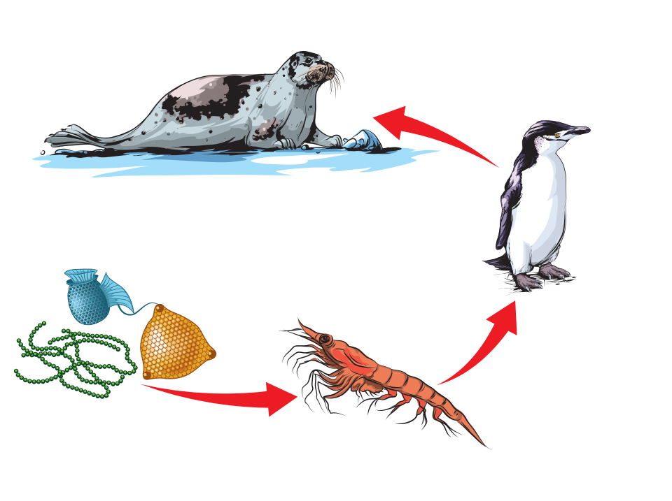 Food Chain Pen Ll n A r Sarnau food-chain-pen-ll-n-a-r-sarnau